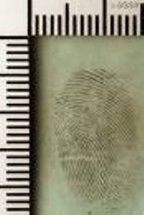 Fingerprint evidence photographed with scale.